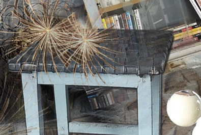 LarissaNOBS4 Kopie B3